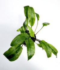 Cryptocoryne wendtii broad leaf